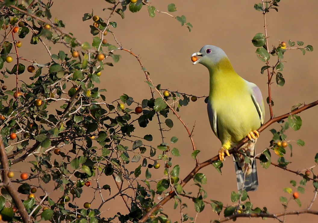 Yellow-footed Green-Pigeon - Gopi Sundar