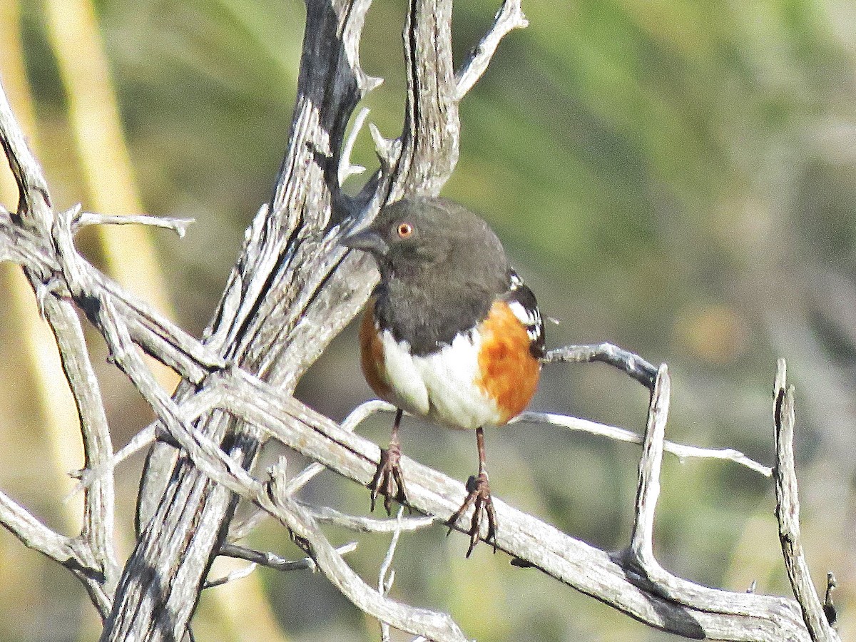 Spotted Towhee - ML140111451