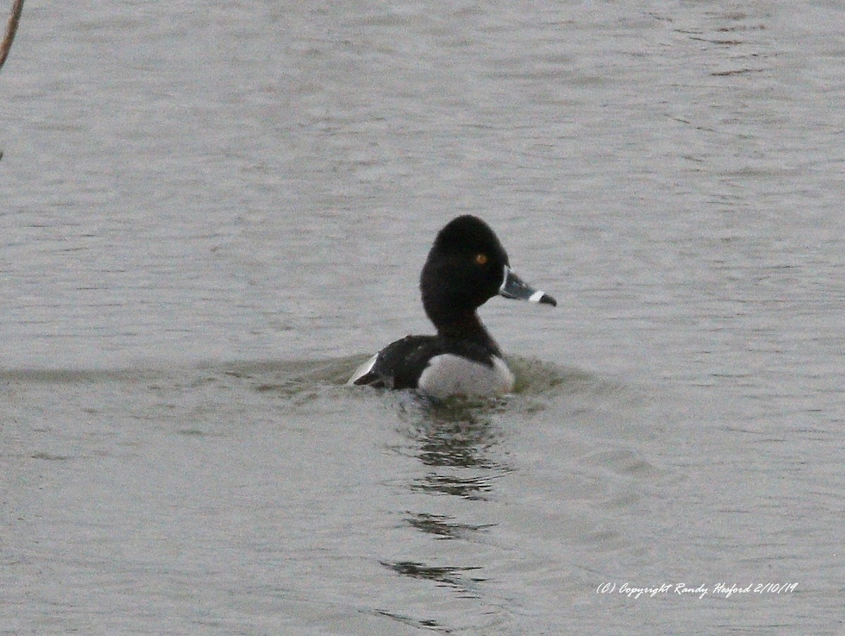 Ring-necked Duck - Randy Hesford