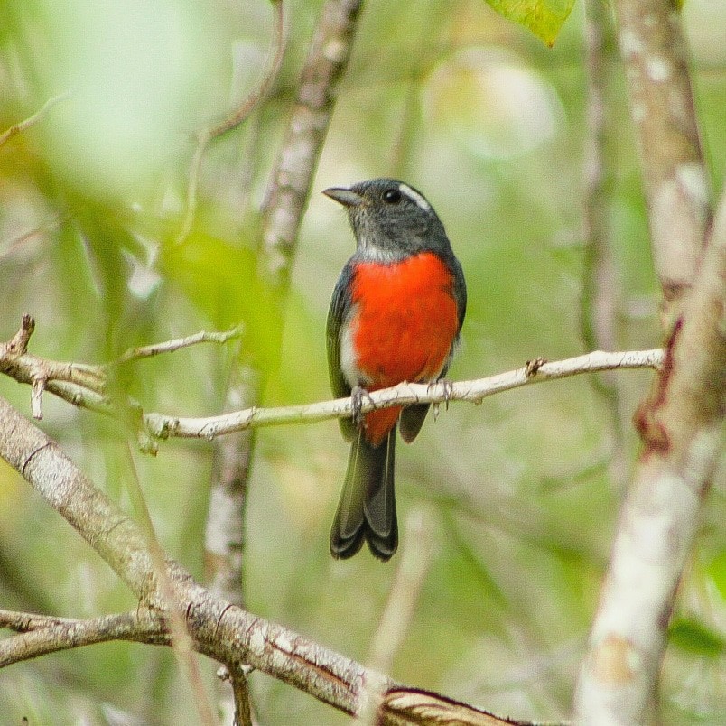 Gray-throated Chat - ML140111851