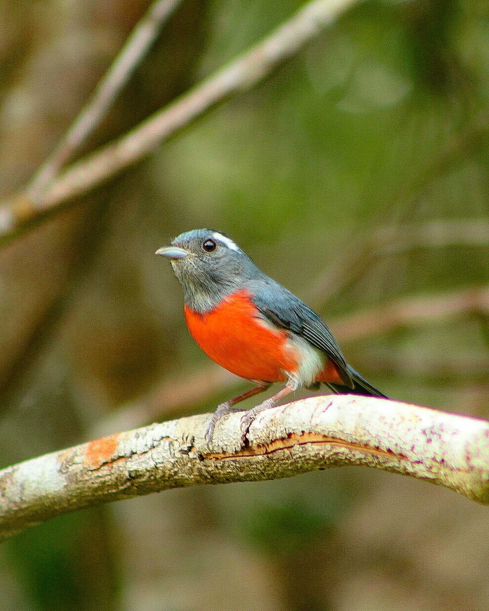 Gray-throated Chat - ML140111891