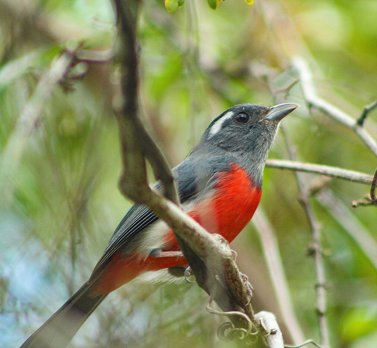 Gray-throated Chat - ML140111901