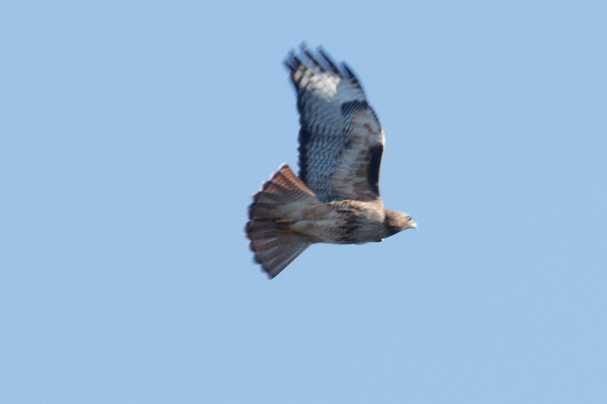 Red-tailed Hawk - ML140112791