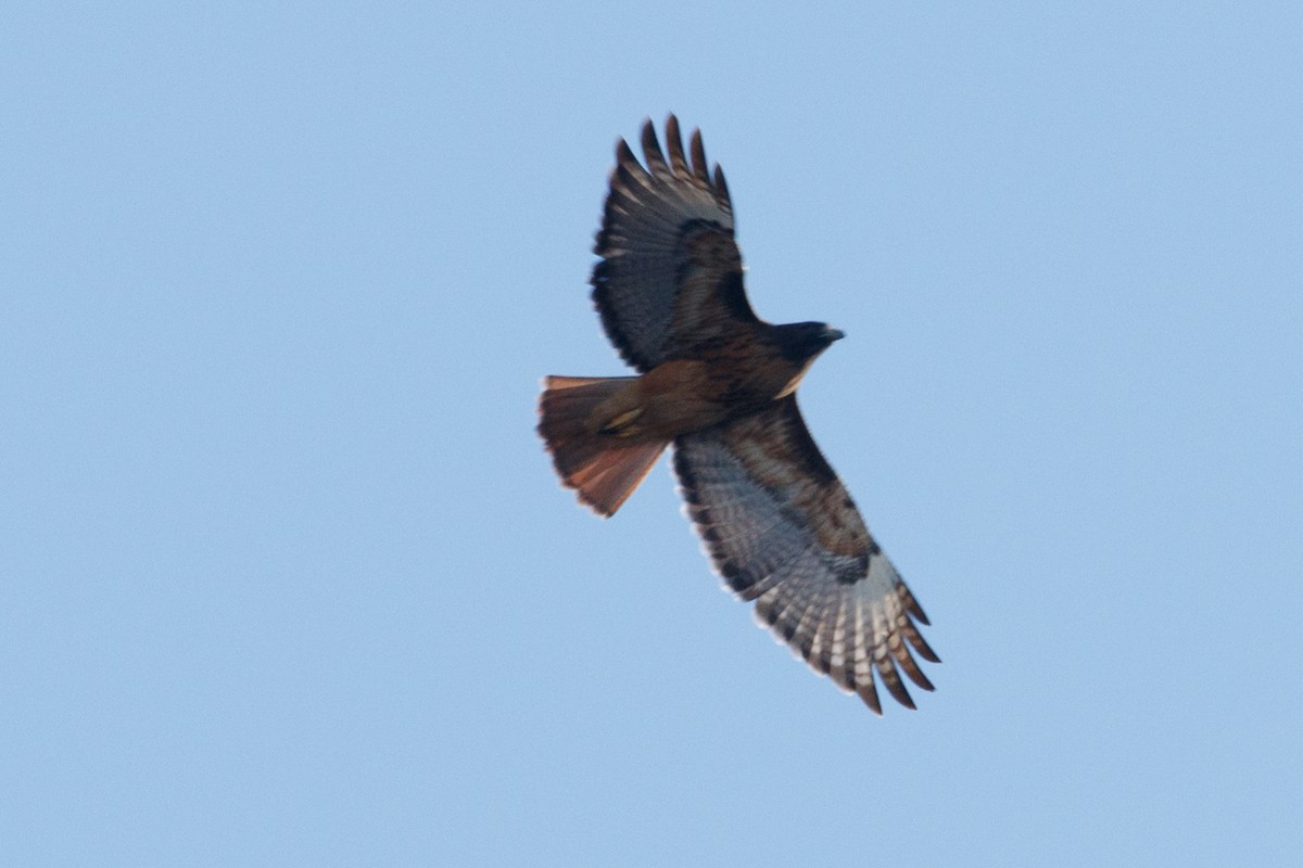 Red-tailed Hawk - ML140112801
