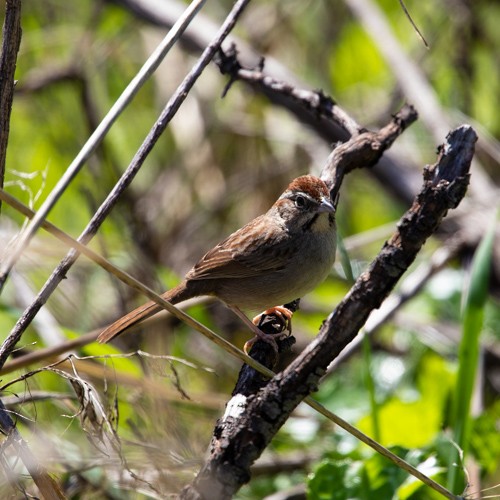 Rufous-crowned Sparrow - John Hurley