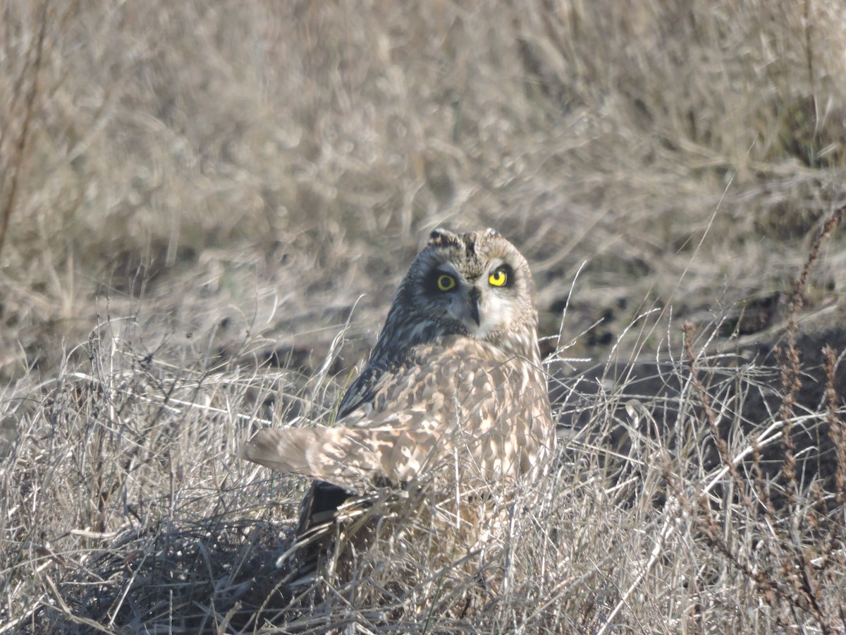 Short-eared Owl (Northern) - Marcia Watson