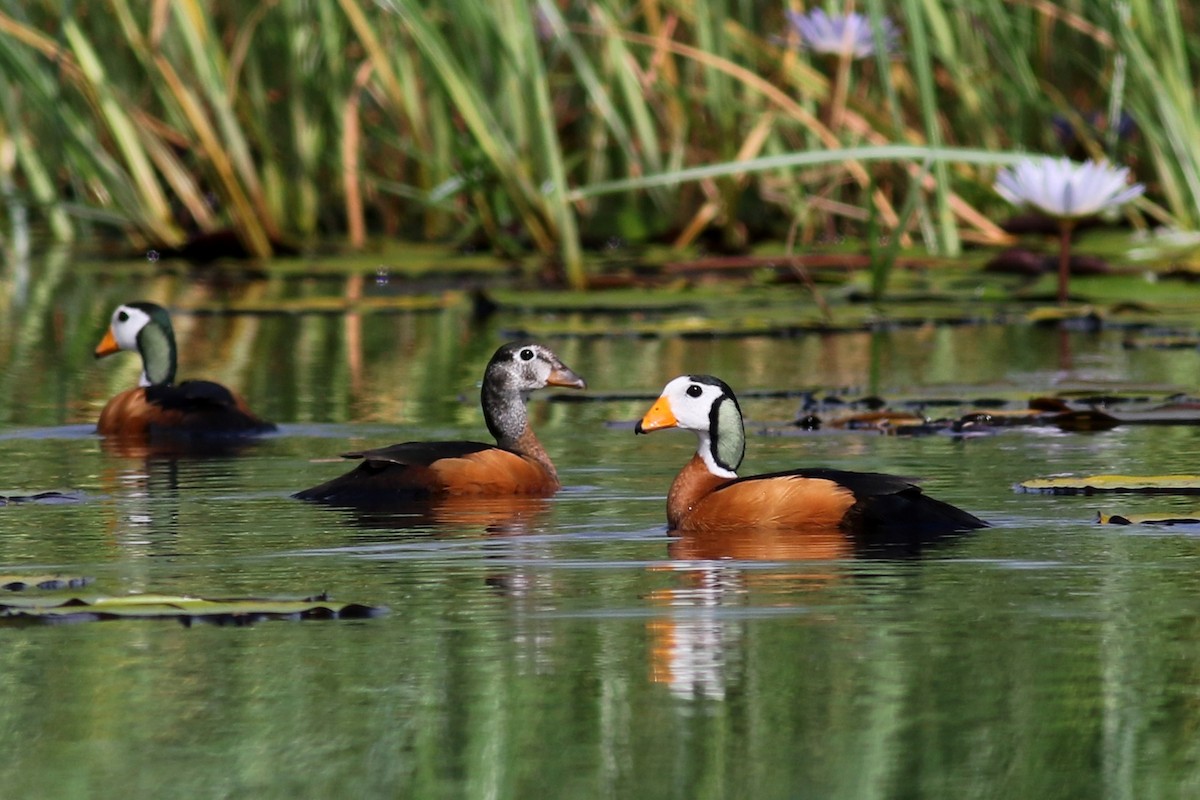 African Pygmy-Goose - Nick Lethaby