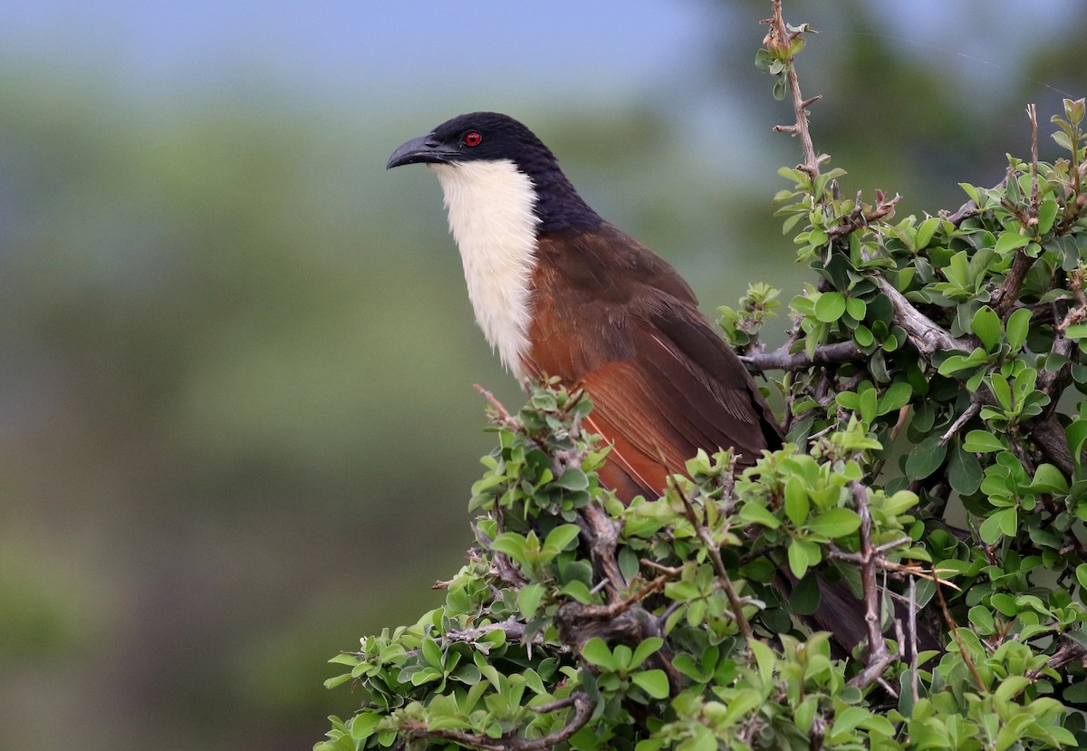 Coppery-tailed Coucal - ML140116641