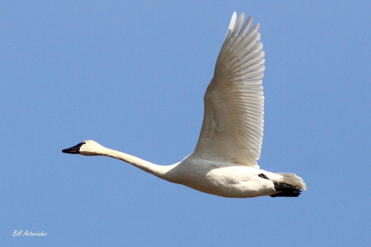 Tundra Swan (Whistling) - Bill Asteriades
