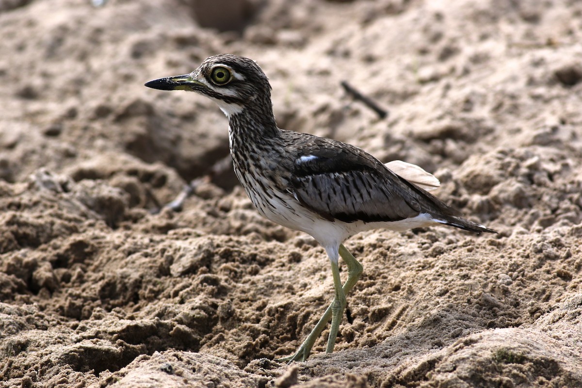 Water Thick-knee - Nick Lethaby