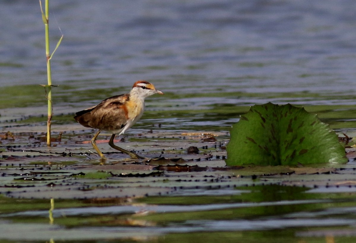 Lesser Jacana - Nick Lethaby