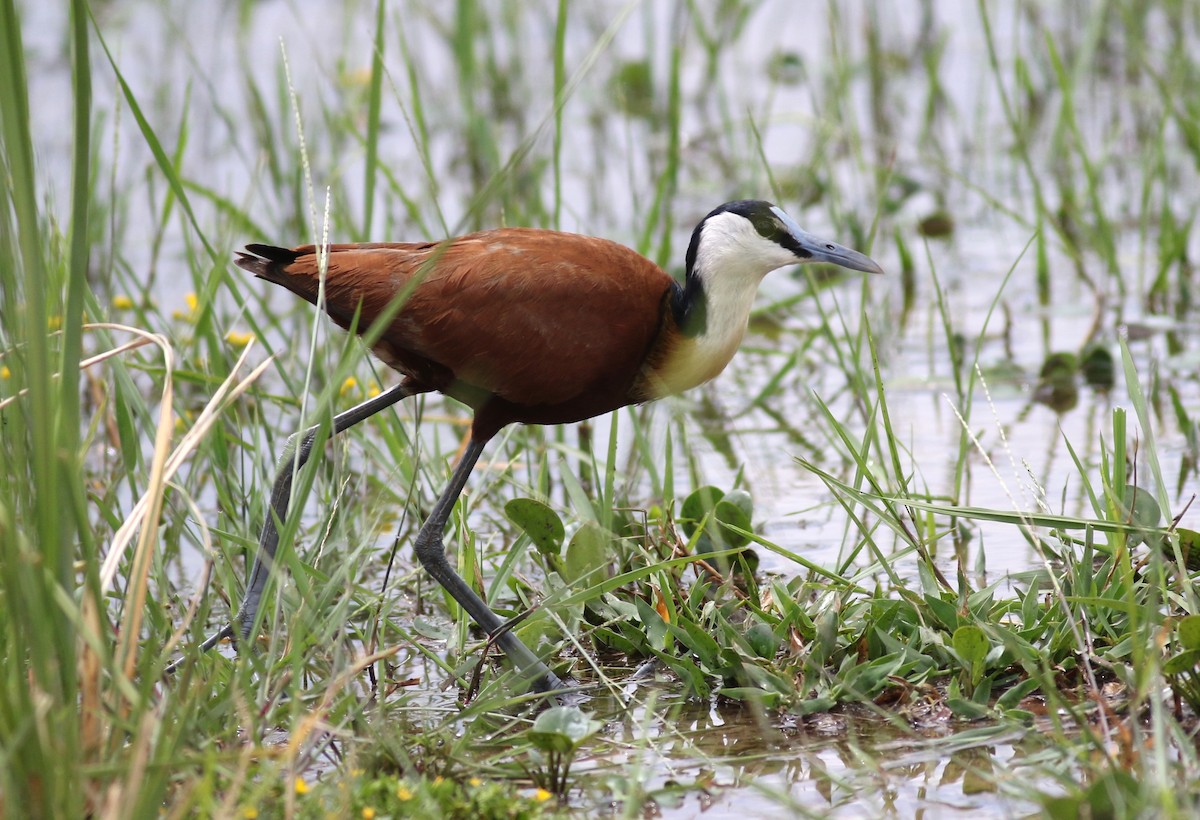 African Jacana - Nick Lethaby