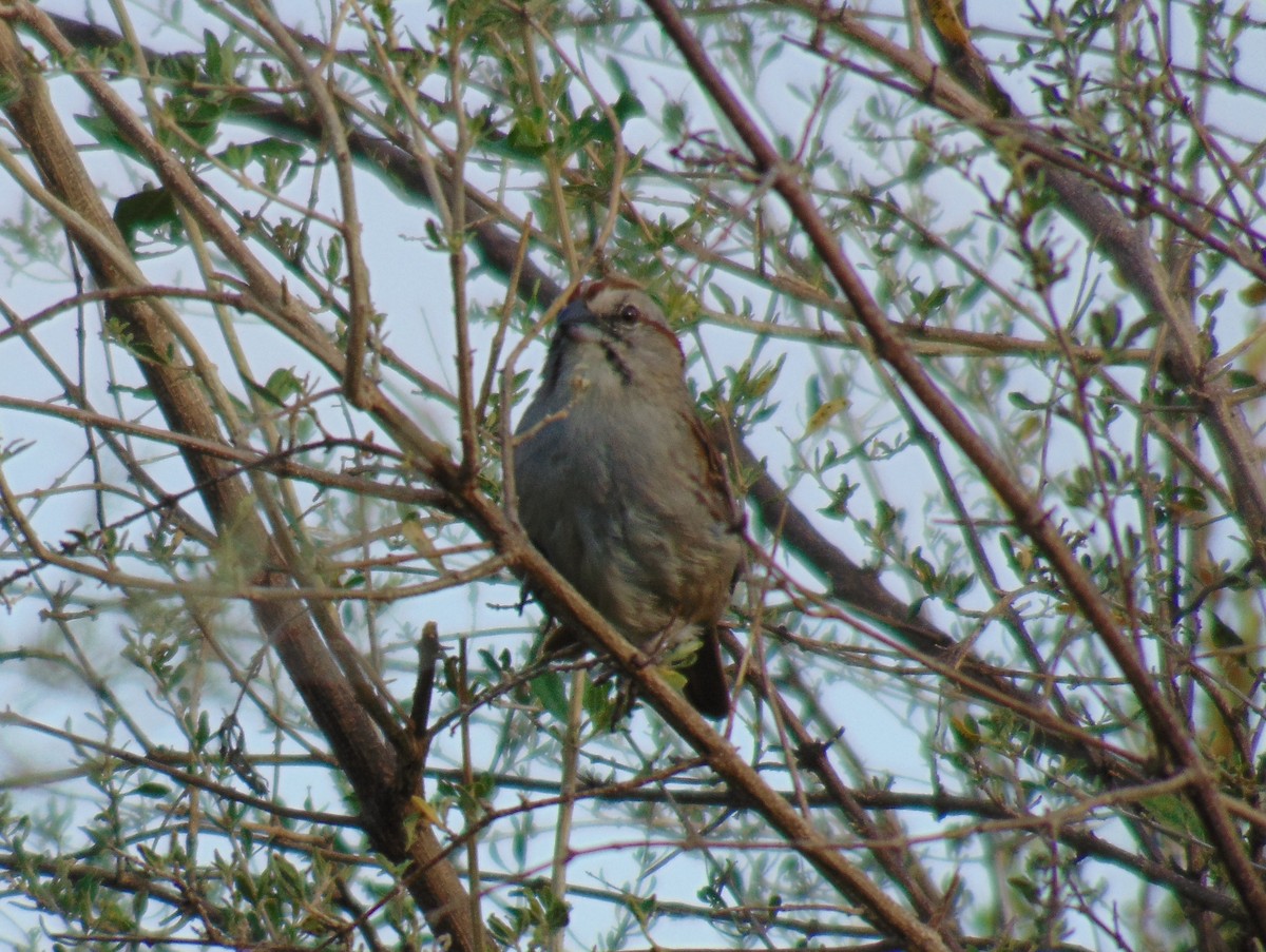 Chaco Sparrow - ML140117341