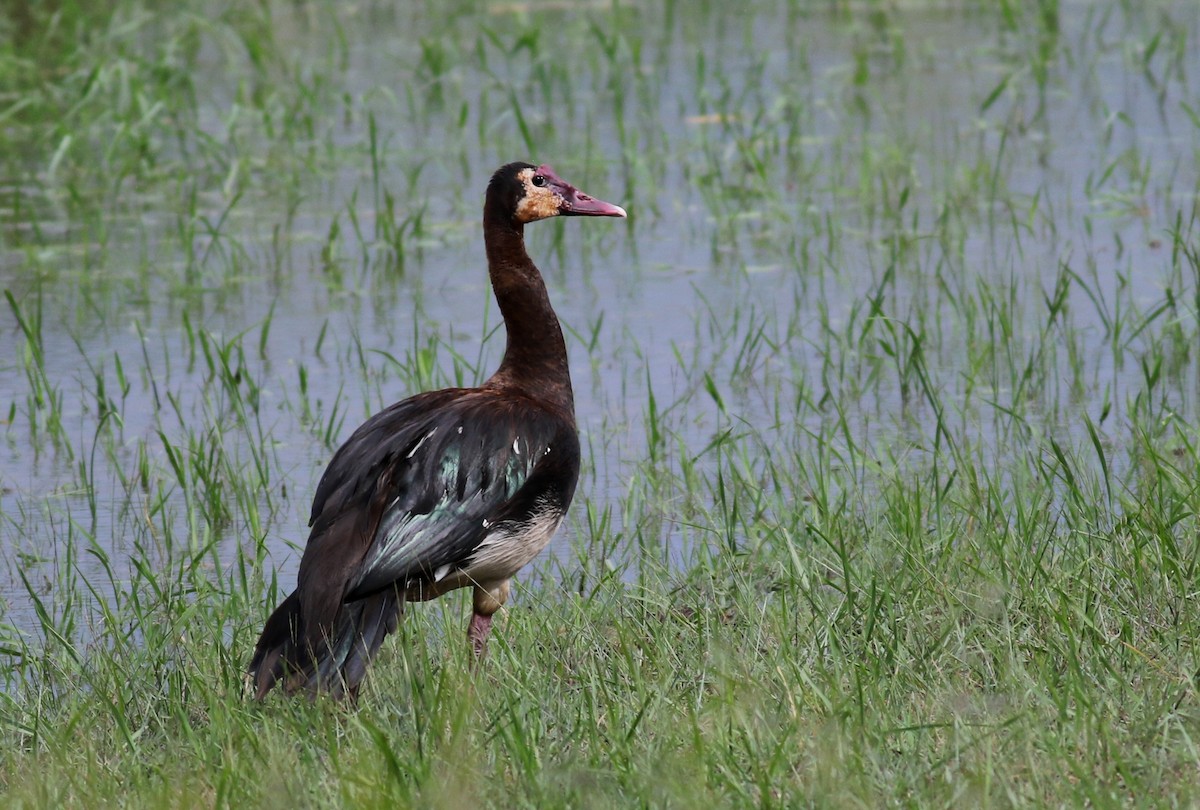 Spur-winged Goose - ML140119311
