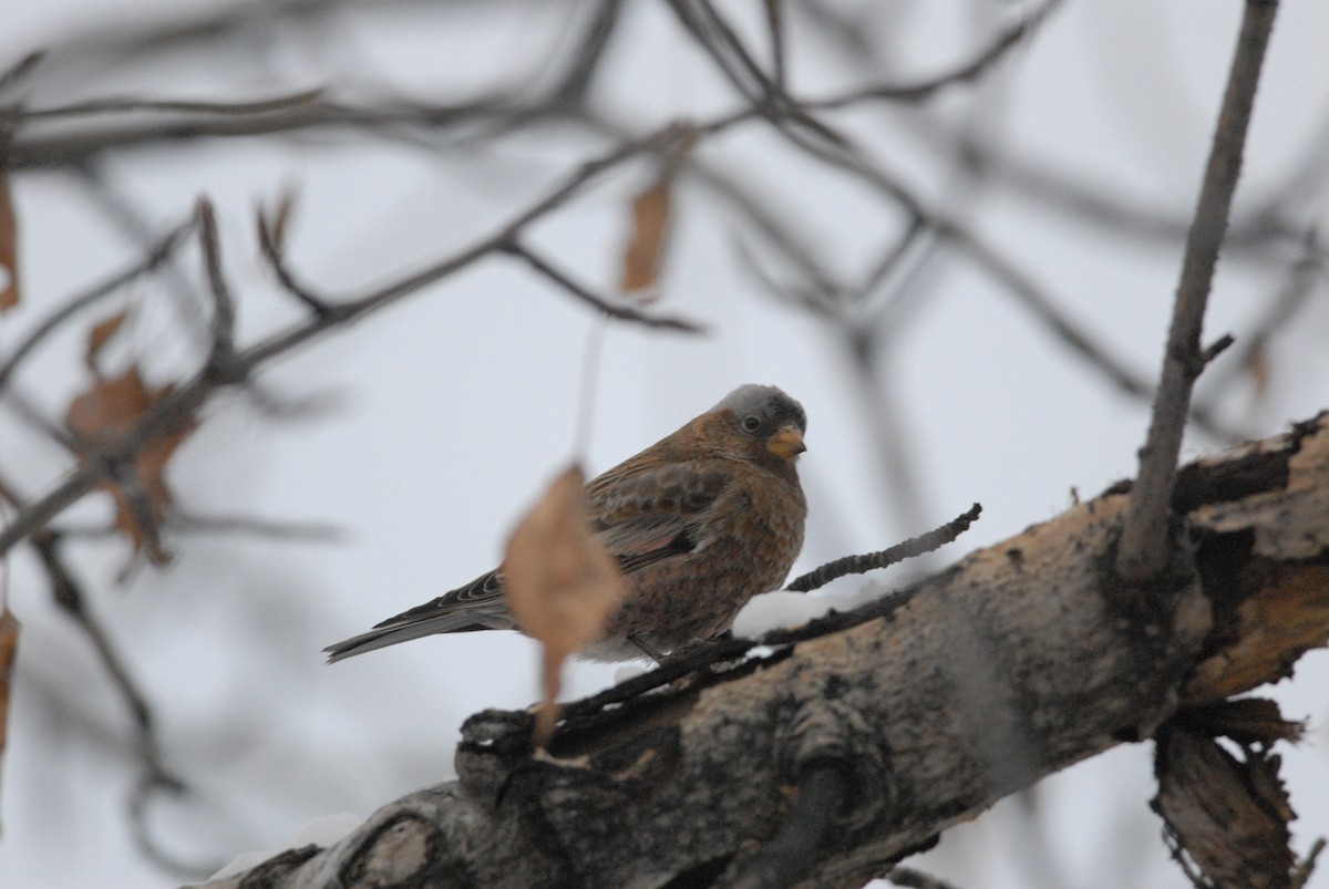 Gray-crowned Rosy-Finch (Gray-crowned) - ML140120331