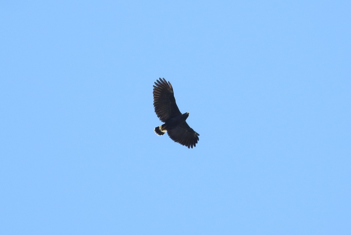 Common Black Hawk (Mangrove) - ML140121751