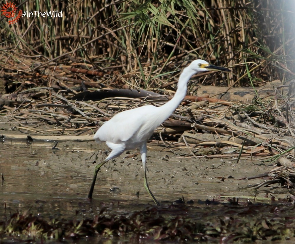 Little Egret (Australasian) - ML140122671