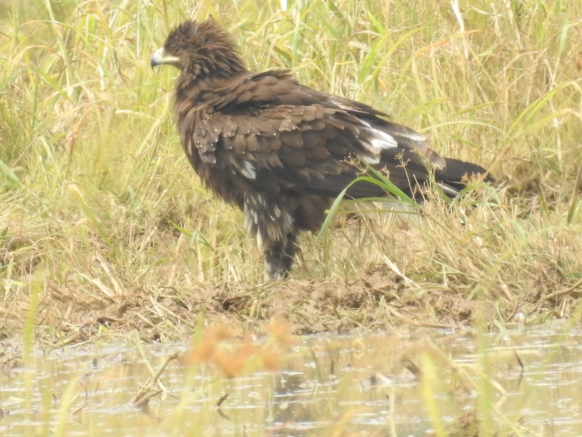 Greater Spotted Eagle - ML140123861