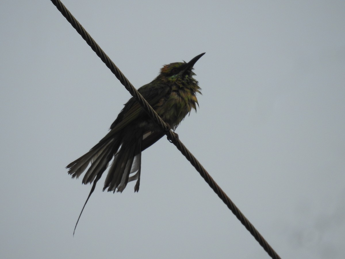 Asian Green Bee-eater - ML140123921