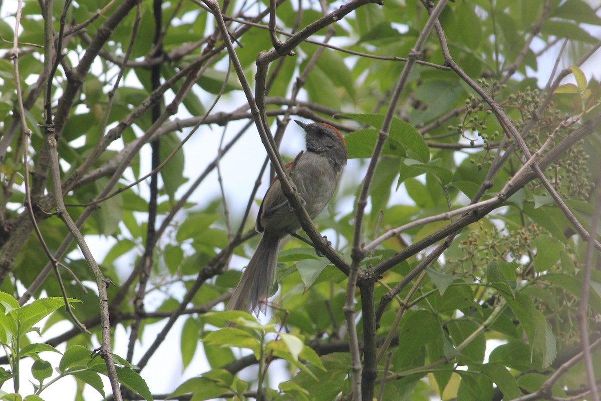 Silvery-throated Spinetail - ML140125911
