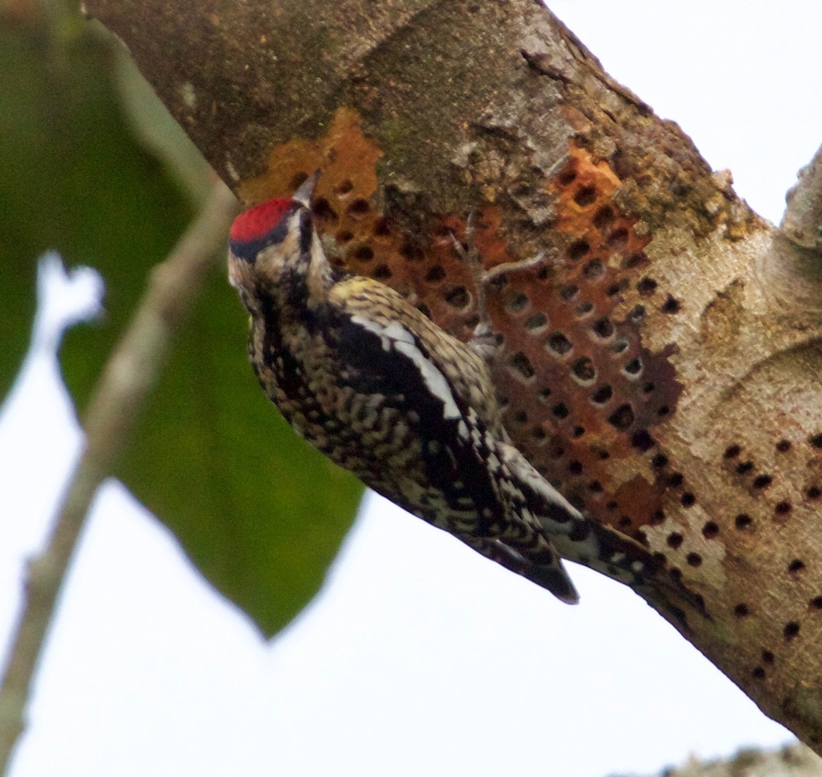 Yellow-bellied Sapsucker - Rob O'Donnell