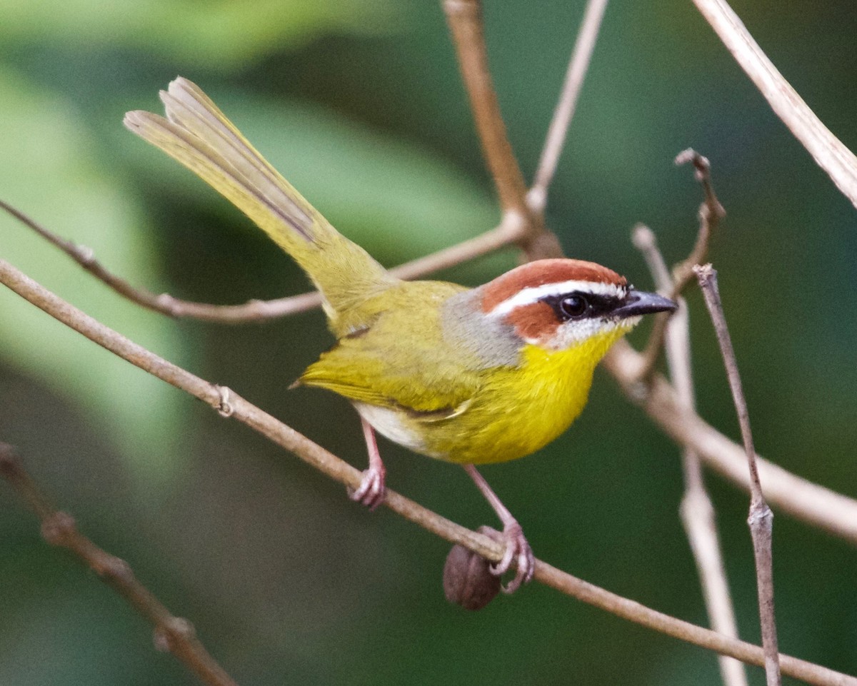 Rufous-capped Warbler - ML140128161