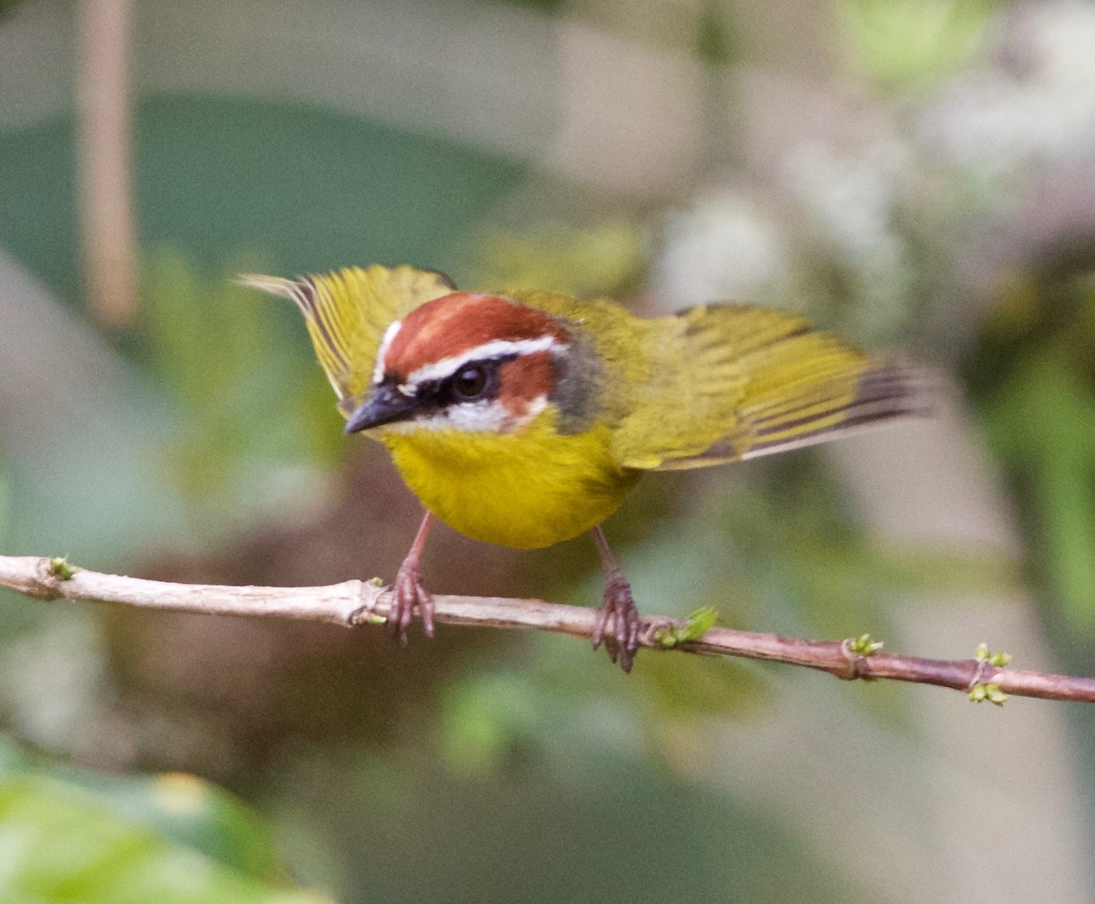 Rufous-capped Warbler - Rob O'Donnell