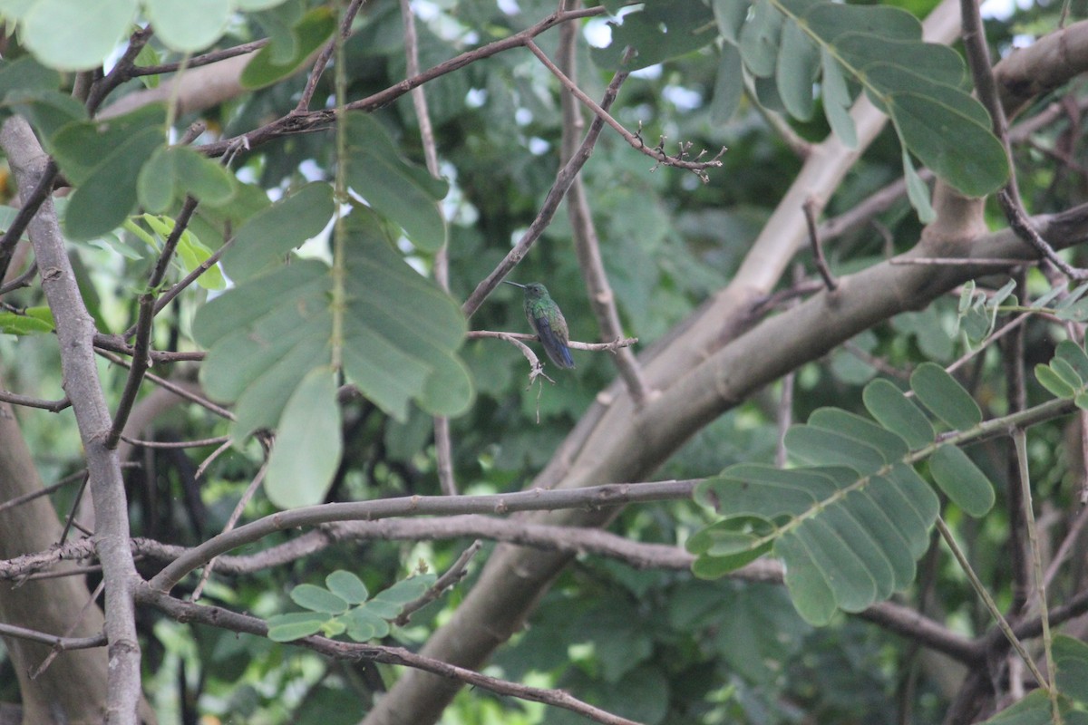 Steely-vented Hummingbird - Jay Huila Balvin