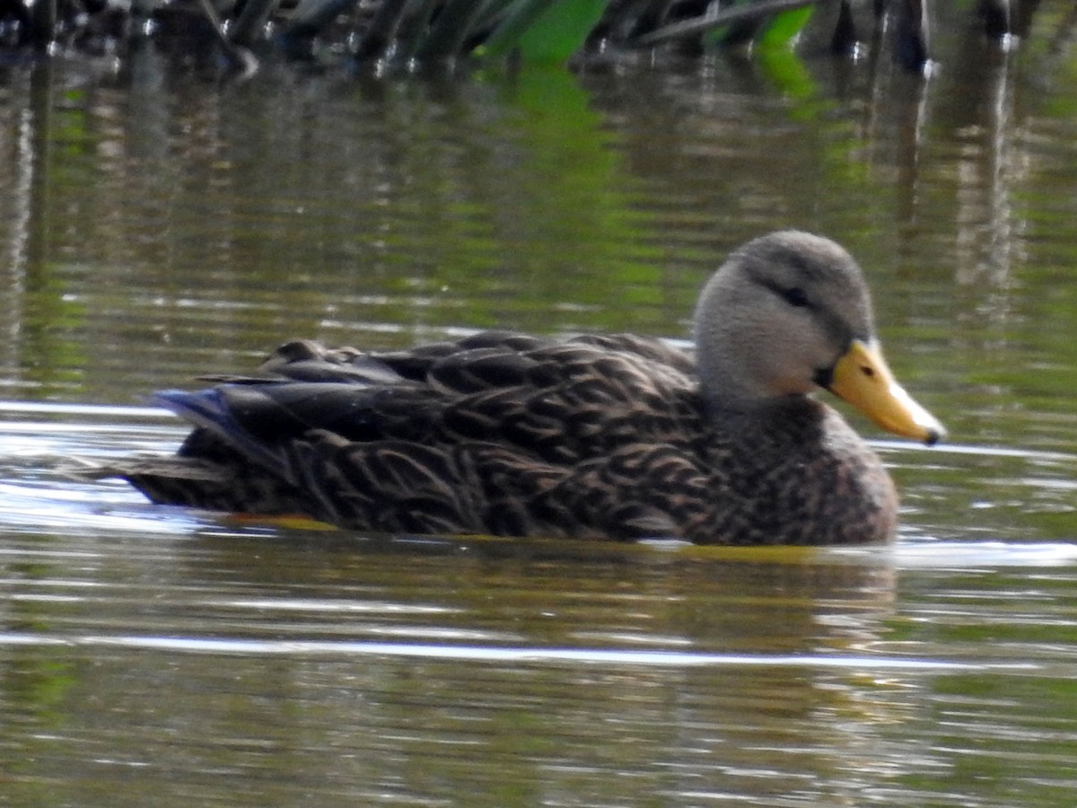 Mottled Duck (Florida) - Andrew Birch