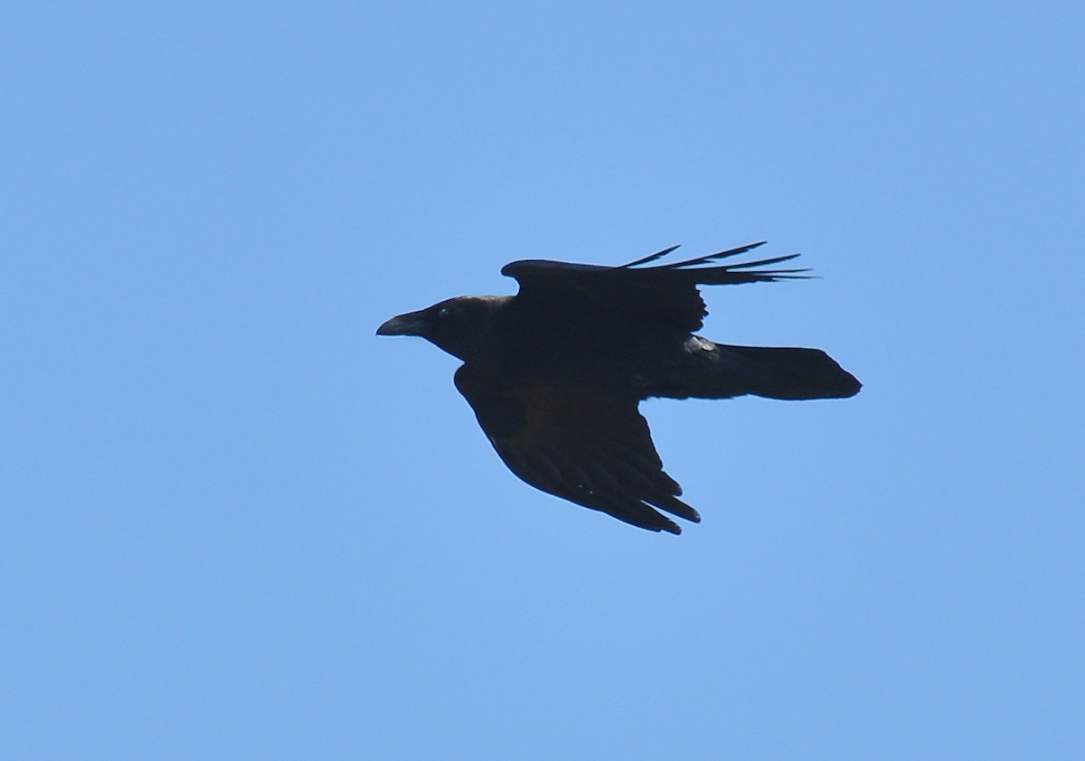 Common Raven - ML140130661