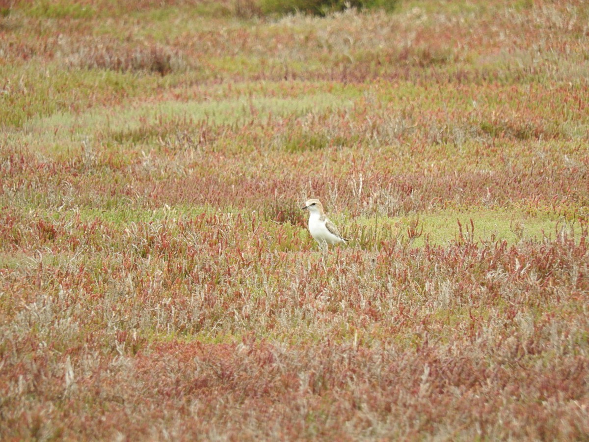 Red-capped Plover - ML140133621