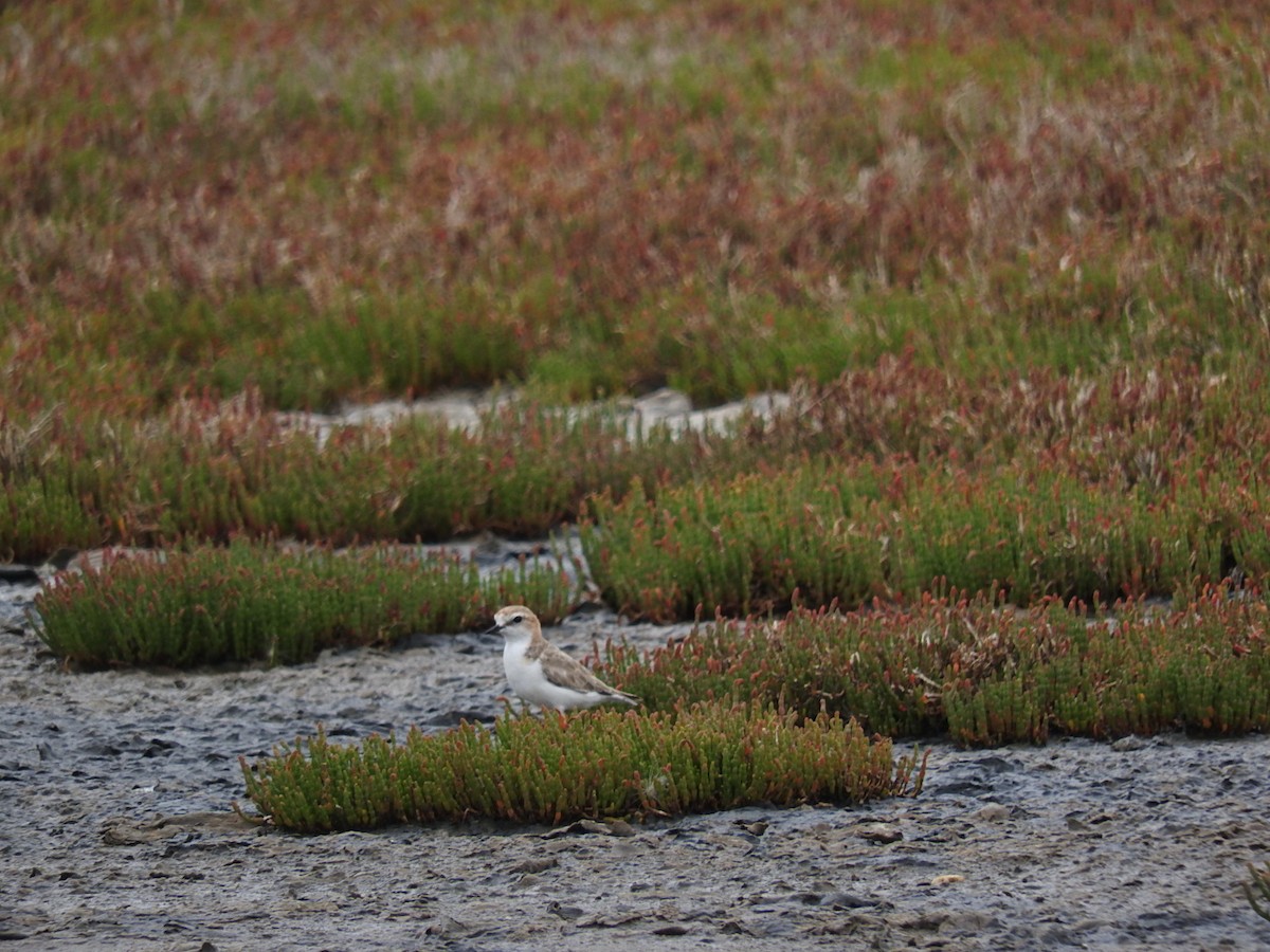 Red-capped Plover - ML140133851