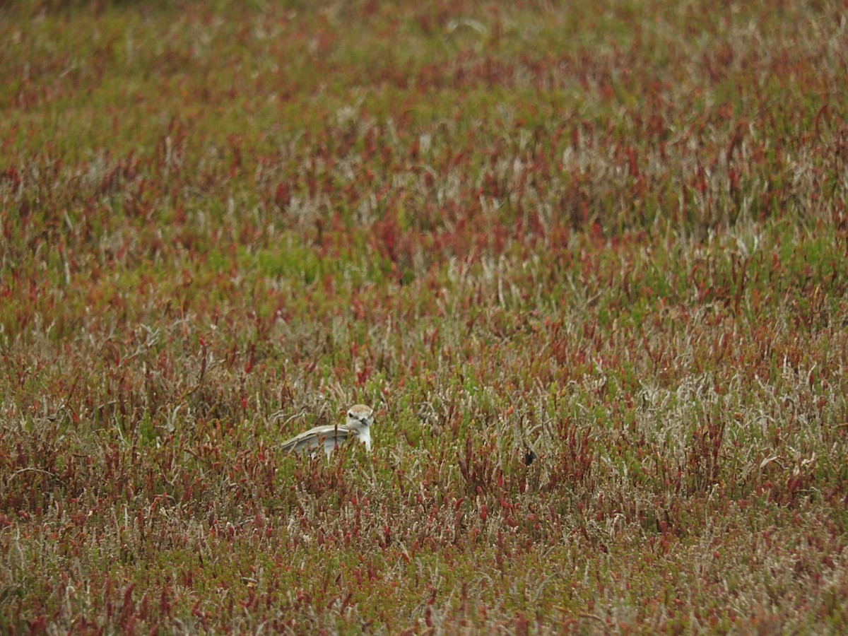 Red-capped Plover - ML140133871
