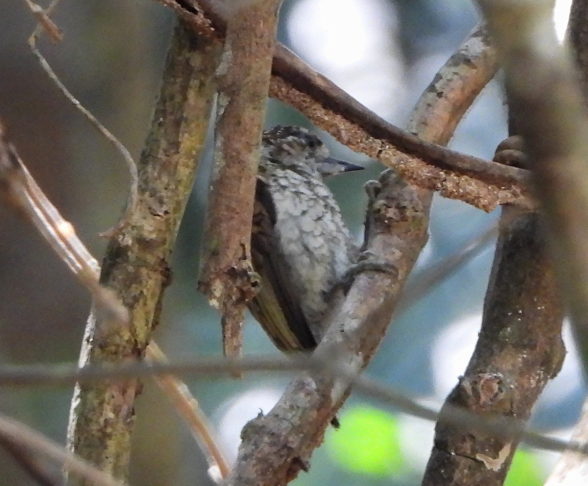 Scaled Piculet - ML140133951
