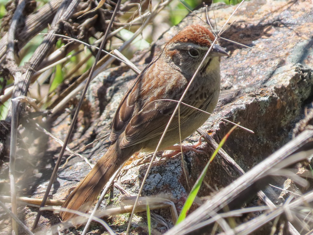 Rufous-crowned Sparrow - Barry Langdon-Lassagne
