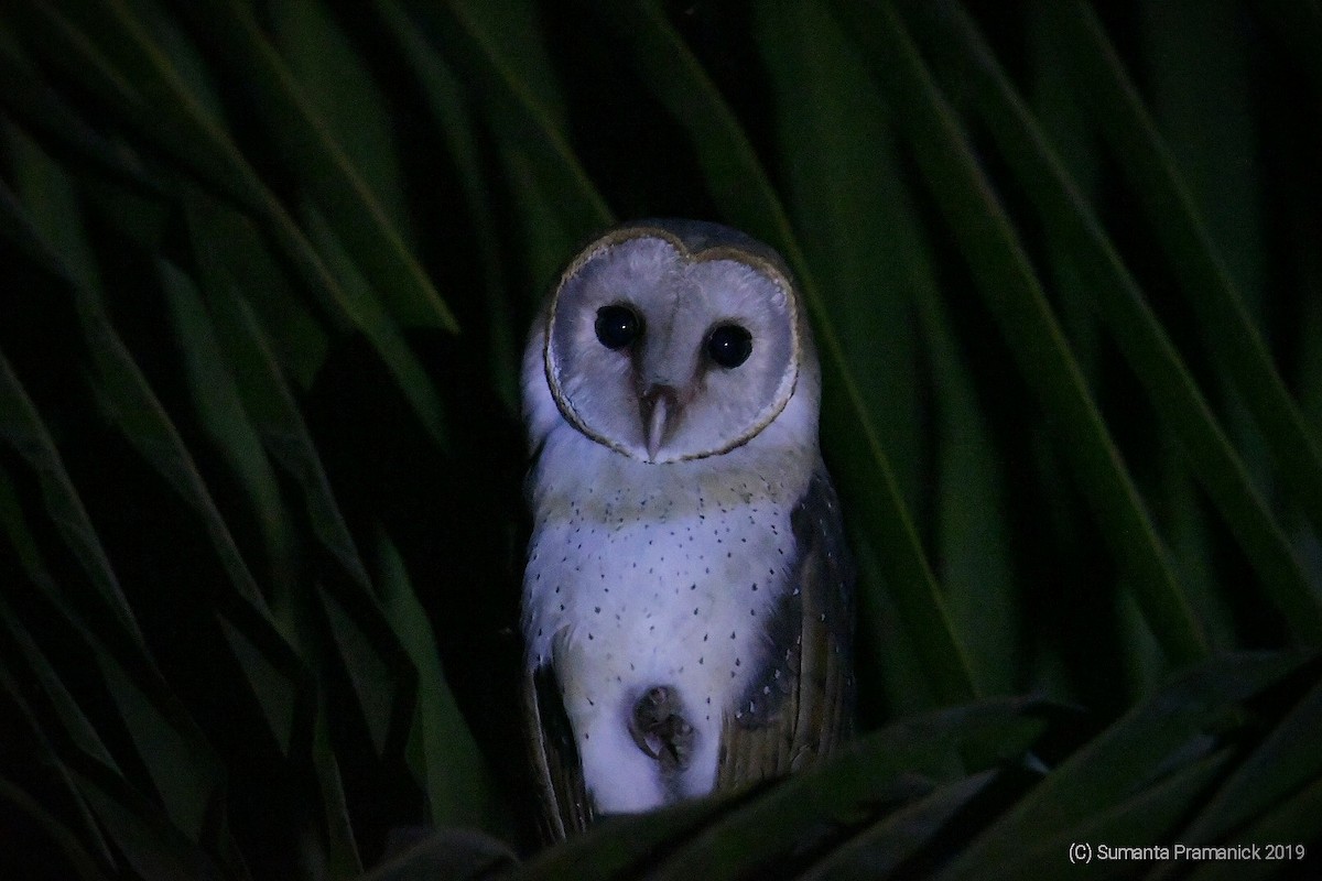 Barn Owl - Sumanta Pramanick