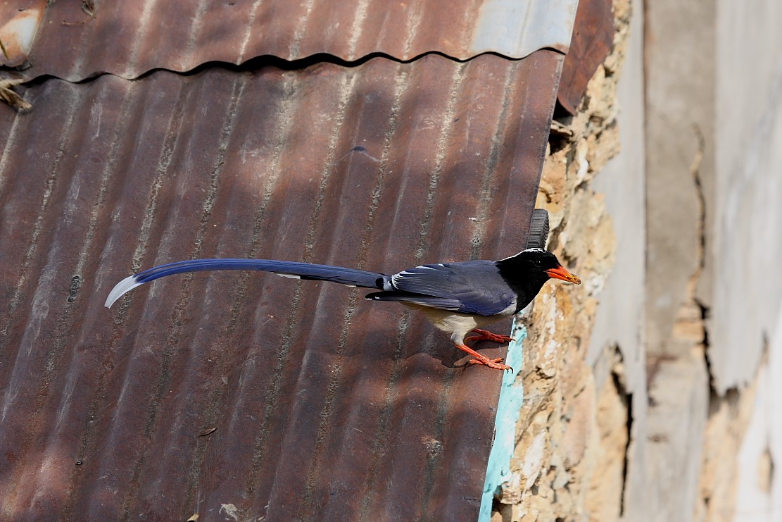 Red-billed Blue-Magpie - Gopi Sundar