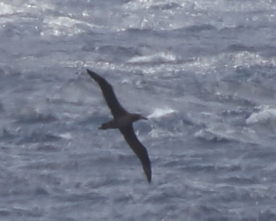 Black-footed Albatross - Bret Mossman