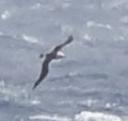 albatros laysanský - ML140140551