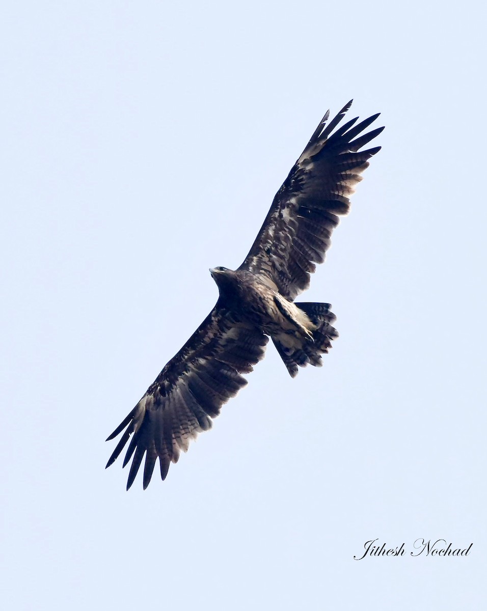 Indian Spotted Eagle - ML140144201