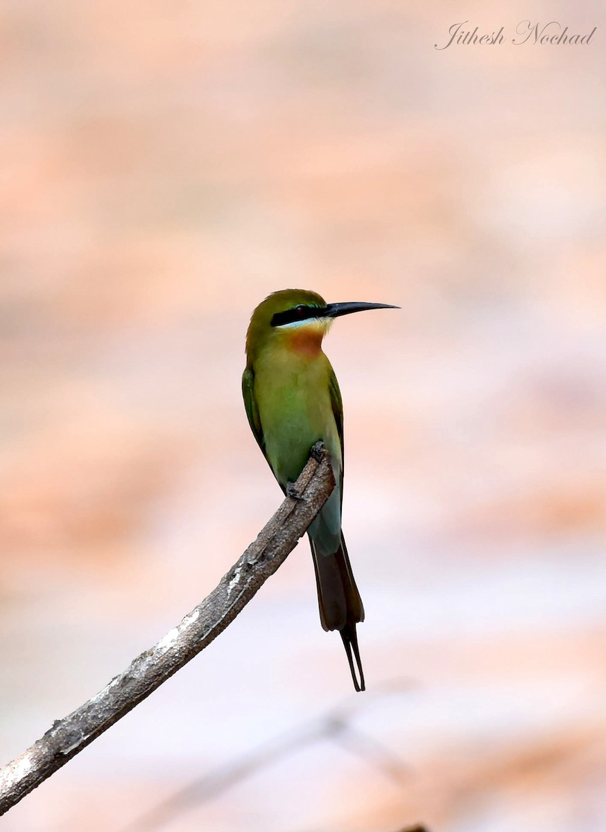 Blue-tailed Bee-eater - ML140144461