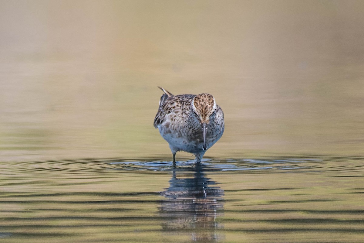 Sharp-tailed Sandpiper - Terence Alexander