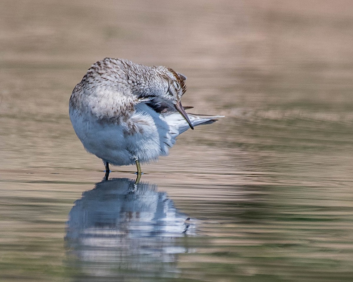 Sharp-tailed Sandpiper - Terence Alexander
