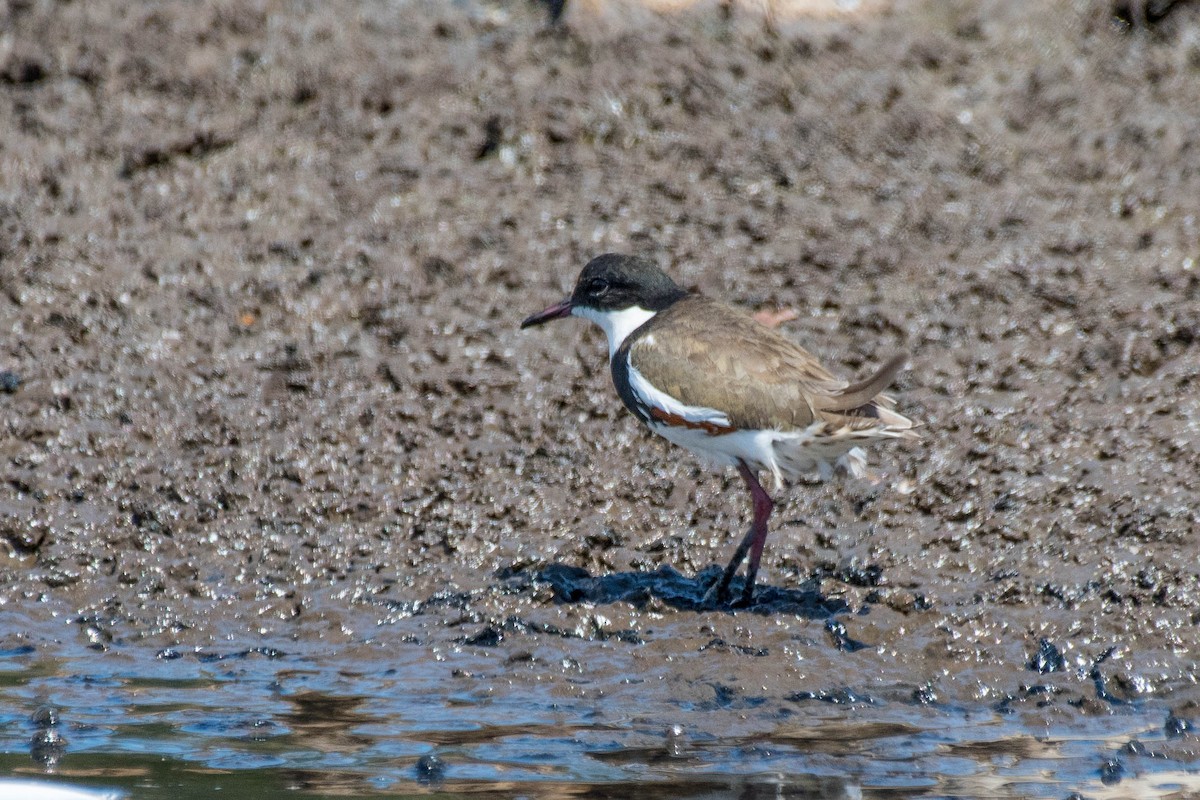 Red-kneed Dotterel - ML140146441