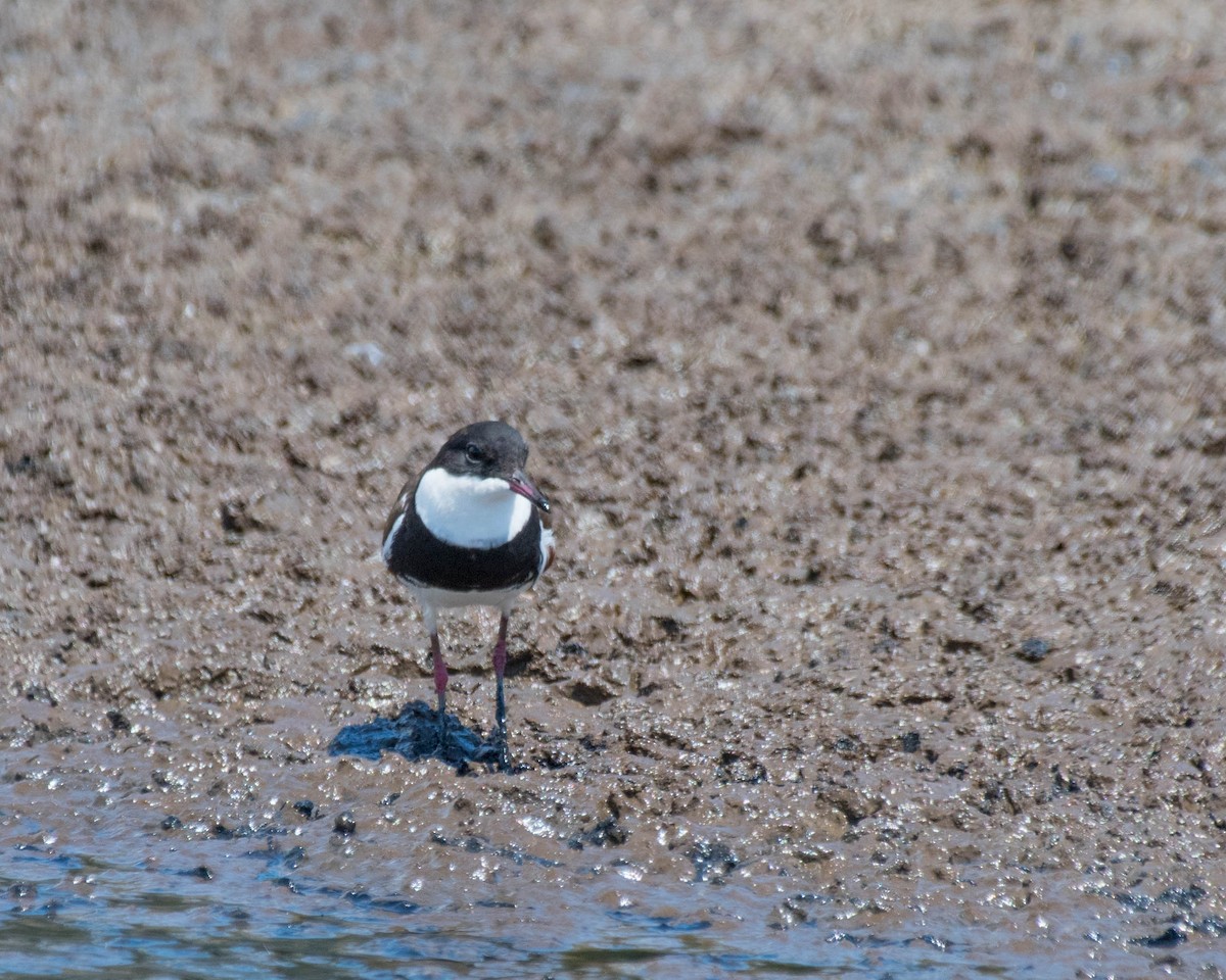 Red-kneed Dotterel - ML140146451