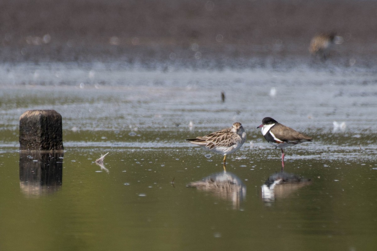 Red-kneed Dotterel - ML140146491
