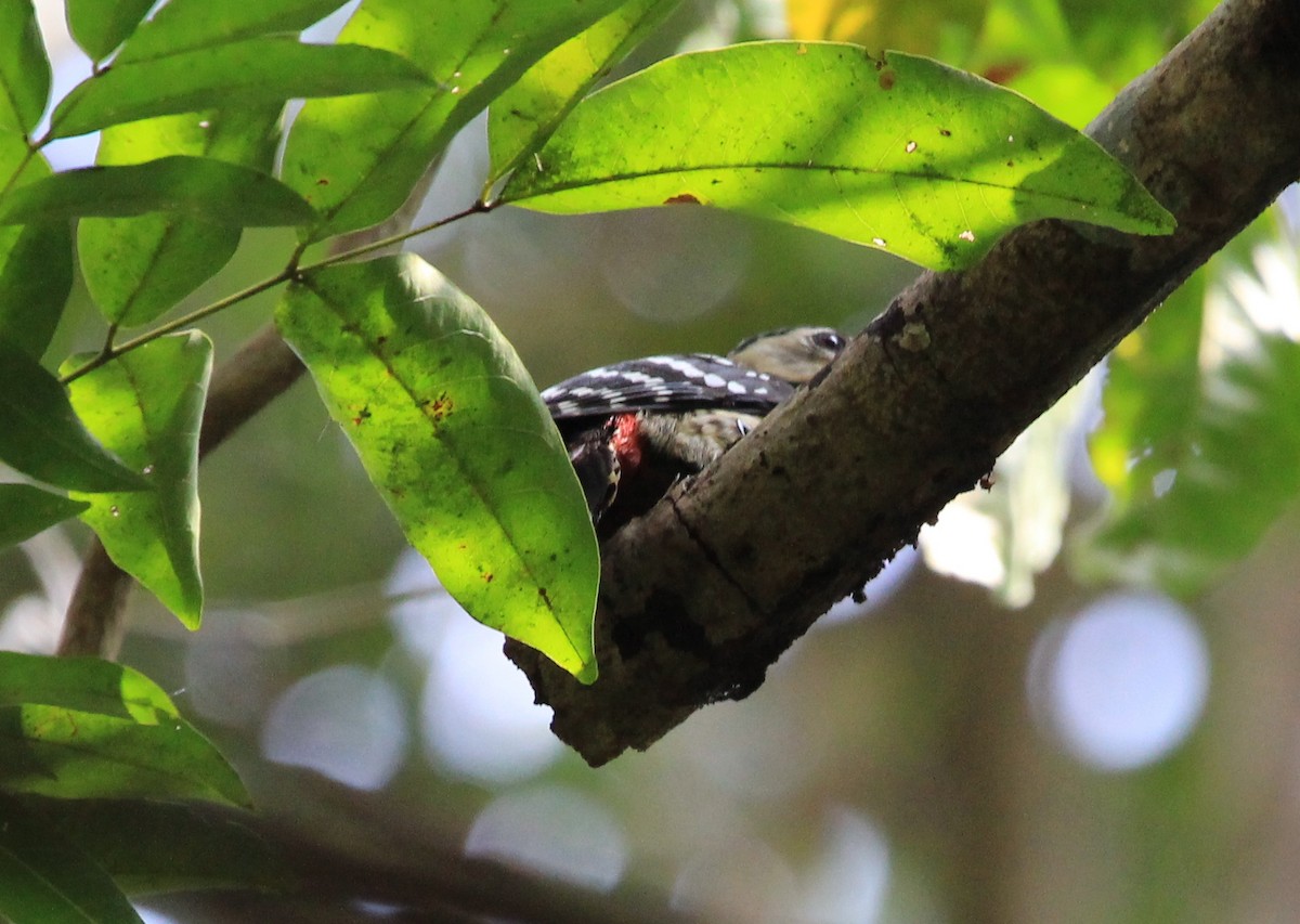 Fulvous-breasted Woodpecker - Sourav Das
