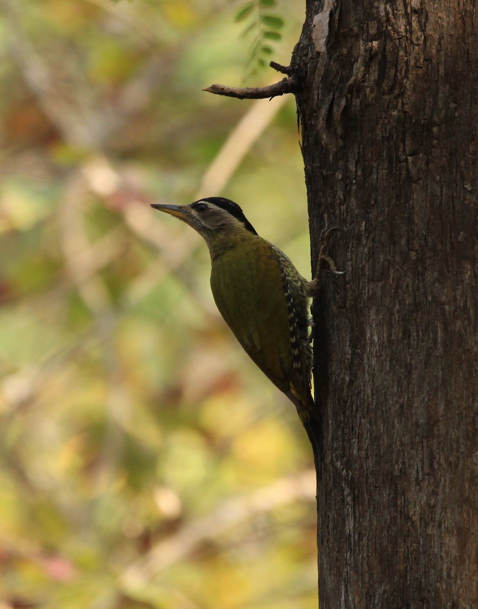 Streak-throated Woodpecker - Sourav Das
