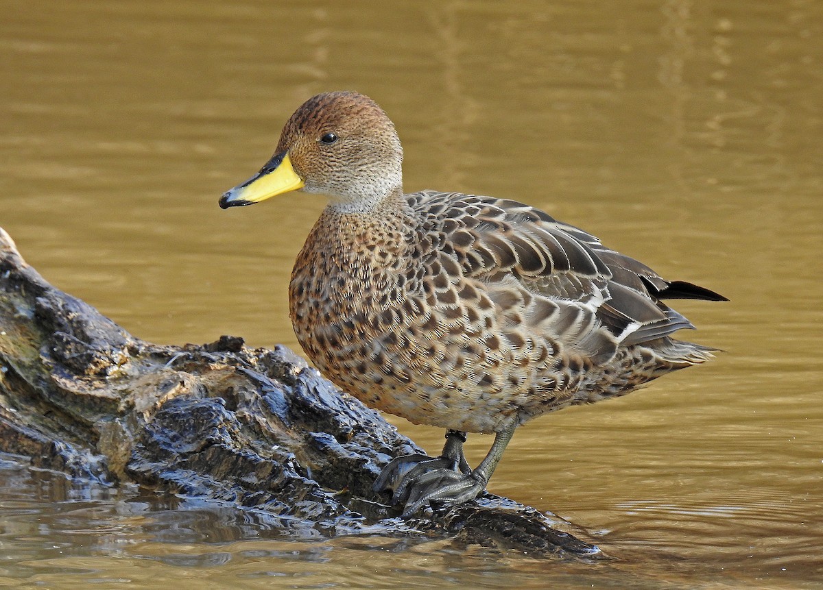 Yellow-billed Pintail (South American) - Javier Robres