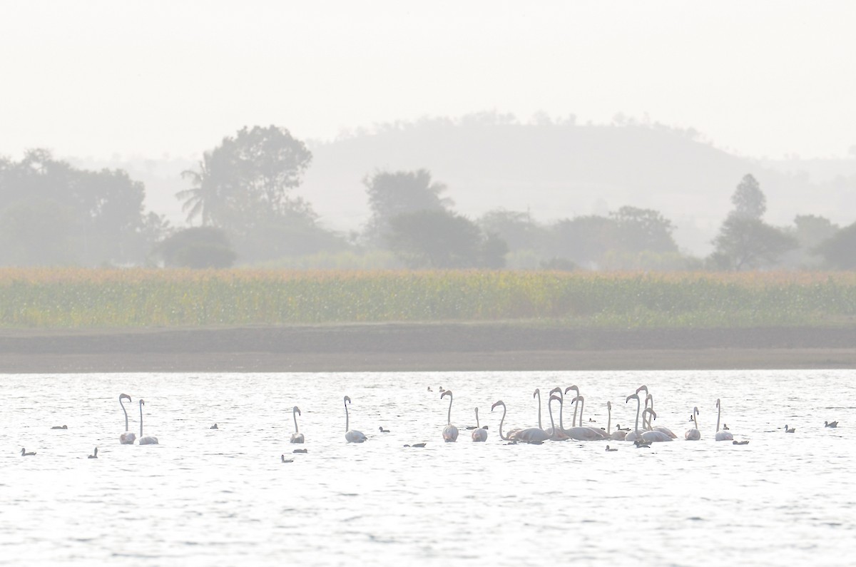 Greater Flamingo - Isheta Divya